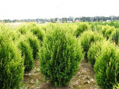 biota_tuya_vostochnaya_thuja_orientalis.jpg