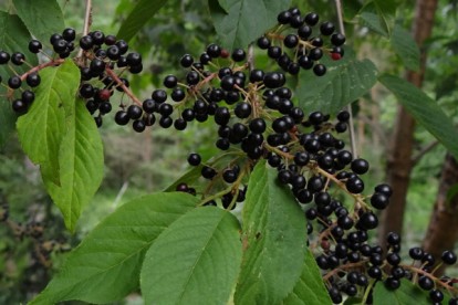 prunus-maackii-4.jpg