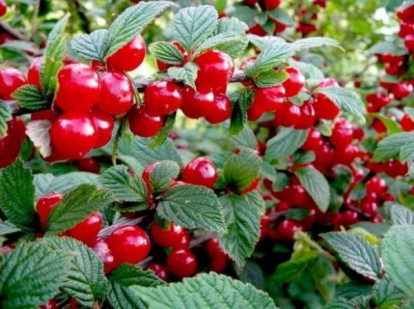 prunus_tomentosa_2.jpg