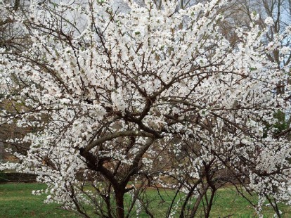 prunus_tomentosa_3.jpg