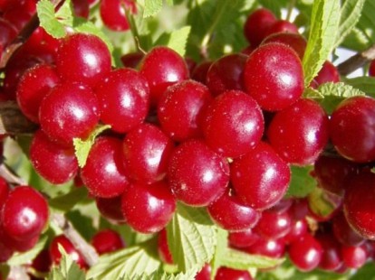 prunus_tomentosa_5.jpg
