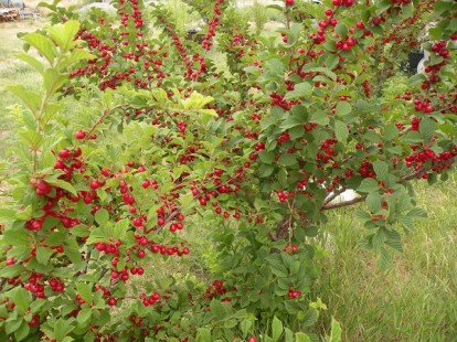 prunus_tomentosa_6.jpg
