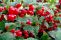 prunus_tomentosa_2.jpg