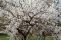 prunus_tomentosa_3.jpg