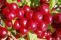 prunus_tomentosa_5.jpg