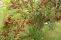 prunus_tomentosa_6.jpg