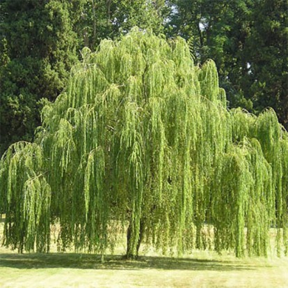 salix_babylonica_1.jpg