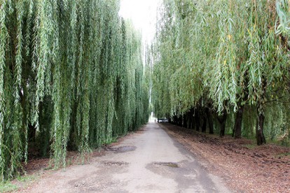 salix_babylonica_2.jpg