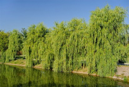 salix_babylonica_4.jpg
