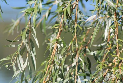 salix_babylonica_6.jpg
