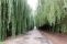salix_babylonica_2.jpg