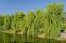 salix_babylonica_4.jpg
