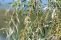 salix_babylonica_6.jpg