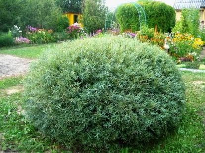 salix_purpurea_nana_2.jpg