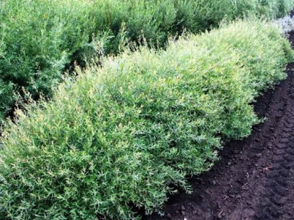 salix_purpurea_nana_3.jpg