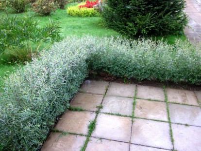 salix_purpurea_nana_5.jpg