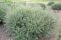 salix_purpurea_nana_1.jpg