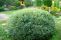salix_purpurea_nana_2.jpg