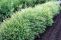 salix_purpurea_nana_3.jpg