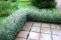 salix_purpurea_nana_5.jpg