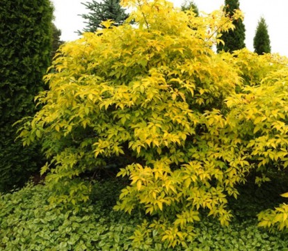 sambucus_canadensis_aurea_1.jpg