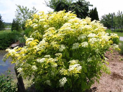 sambucus_canadensis_aurea_2.jpg