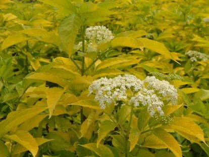 sambucus_canadensis_aurea_4.jpg