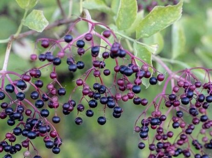 sambucus_canadensis_aurea_5.jpg