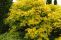 sambucus_canadensis_aurea_1.jpg