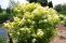 sambucus_canadensis_aurea_2.jpg