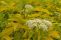 sambucus_canadensis_aurea_4.jpg