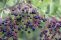 sambucus_canadensis_aurea_5.jpg