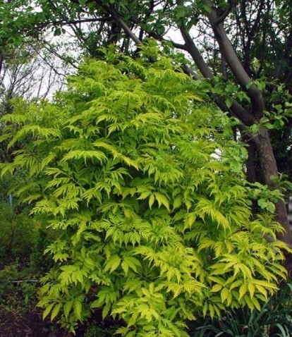 sambucus_aurea_laciniata_1.jpg
