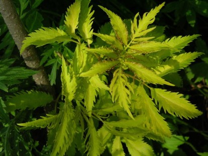 sambucus_aurea_laciniata_2.jpg