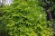 sambucus_aurea_laciniata_1.jpg