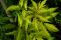 sambucus_aurea_laciniata_2.jpg