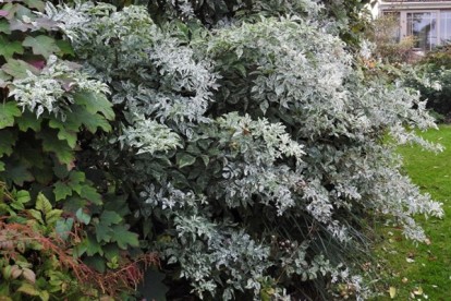 bb_pulverulenta-1.jpg