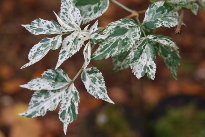 bb_pulverulenta-3.jpg