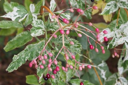 bb_pulverulenta-4.jpg
