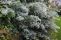 bb_pulverulenta-1.jpg
