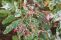 bb_pulverulenta-4.jpg