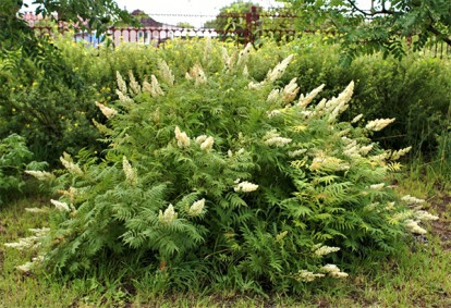 sorbaria_sorbifolia_1.jpg