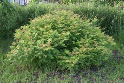 sorbaria_sorbifolia_2.jpg