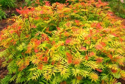sorbaria_sorbifolia_3.jpg
