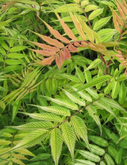 sorbaria_sorbifolia_5.jpg