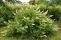 sorbaria_sorbifolia_1.jpg