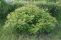 sorbaria_sorbifolia_2.jpg