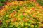 sorbaria_sorbifolia_3.jpg