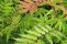 sorbaria_sorbifolia_5.jpg