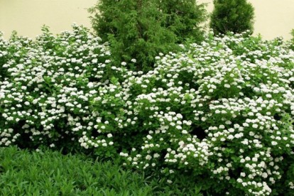spiraea_betulifolia_island-1.jpg